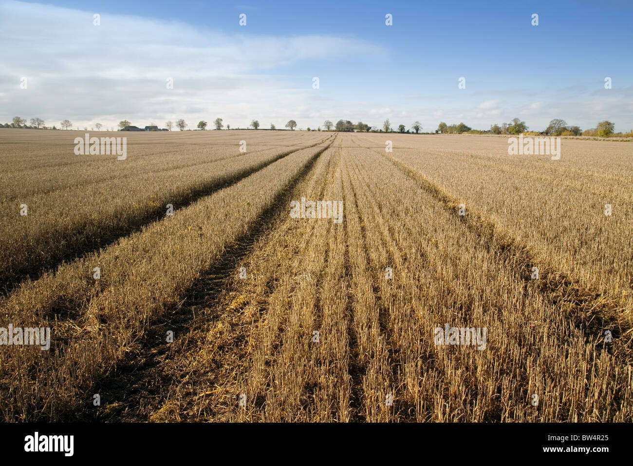 Cambridgeshire farm; A field of cut stubble in the autumn sunshine, Swaffham Prior, Cambridgeshire, East Anglia UK Stock Photo