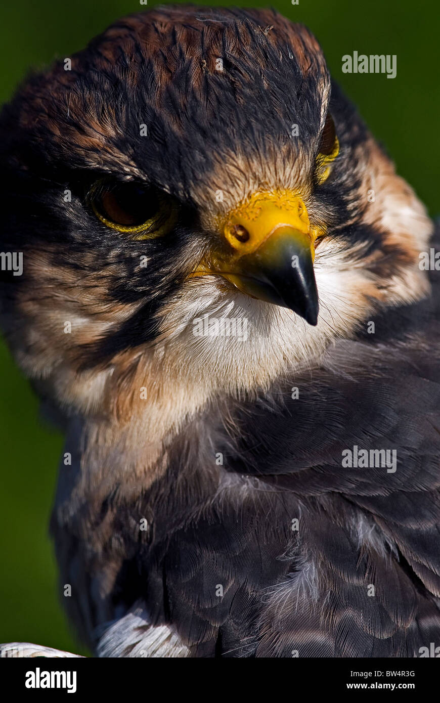 SKYHUNTERS IN FLIGHT: BIRDS OF PREY DEMONSTRATION at