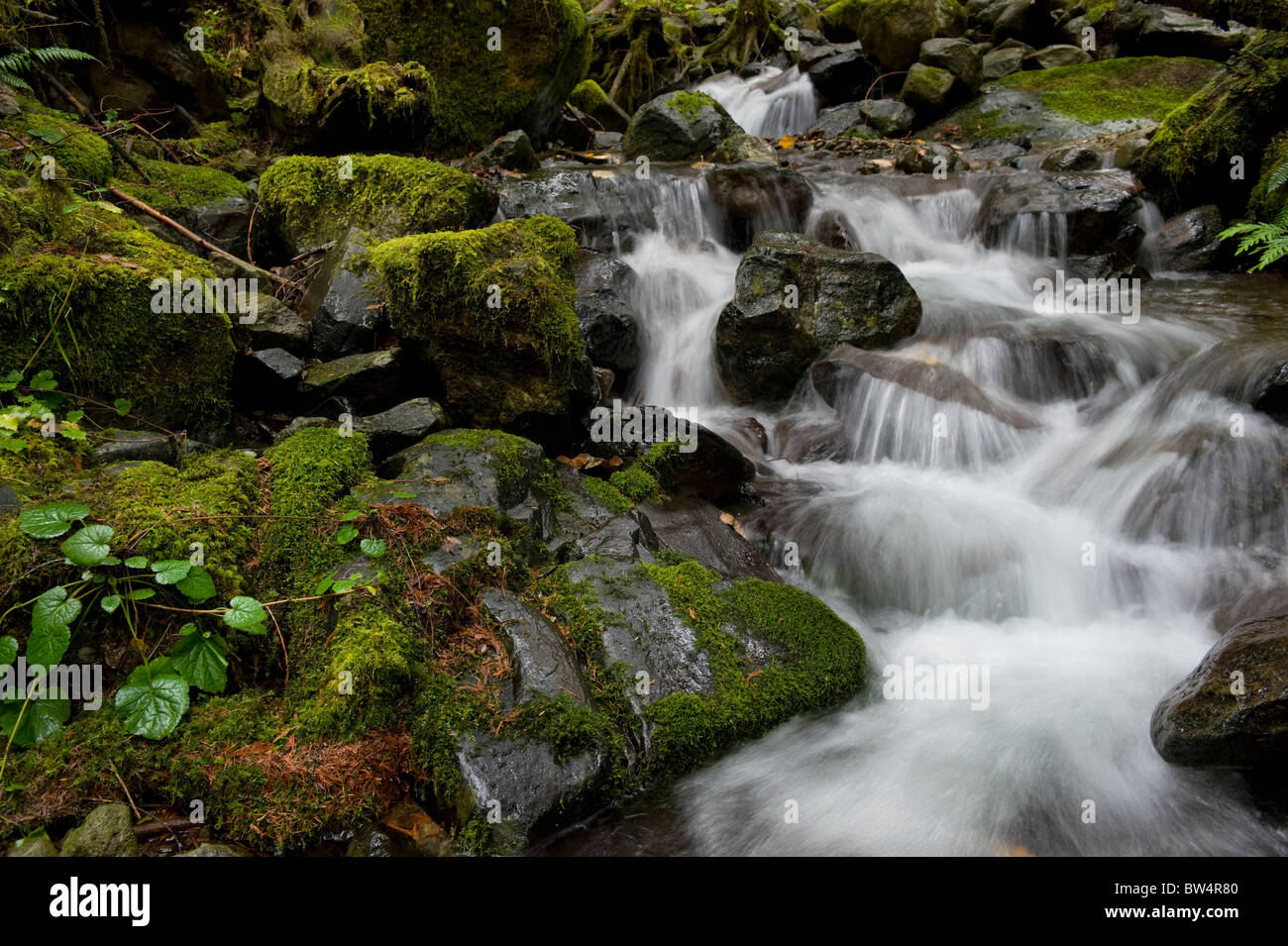 This beautiful small creek near Nooksack Falls, Washington,  is an excellent example of a rain forest environment. Stock Photo