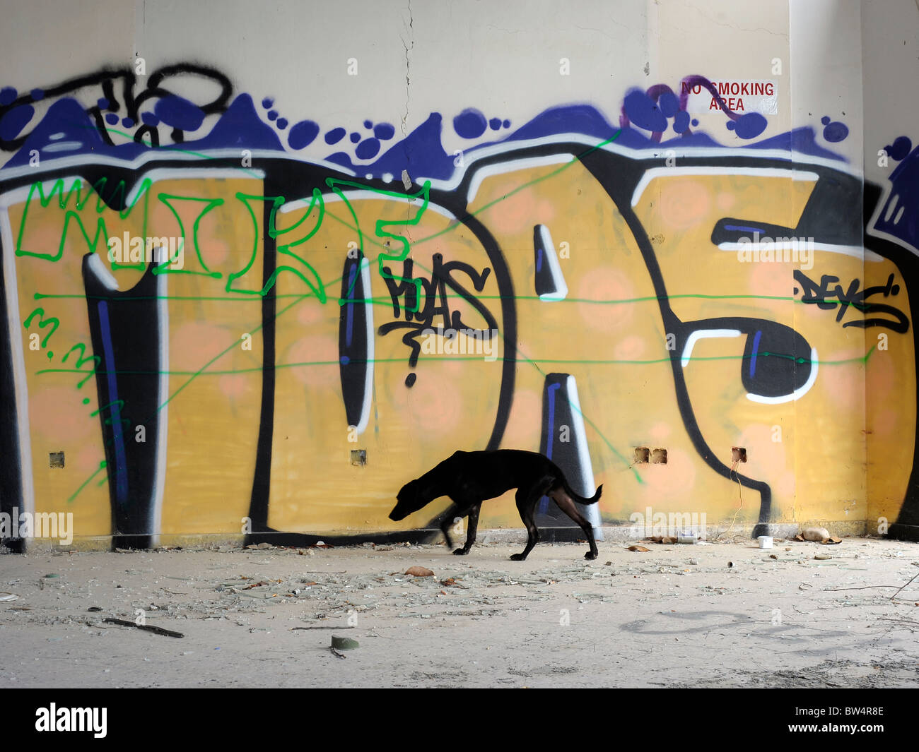 black dog walking by graffiti wall Stock Photo