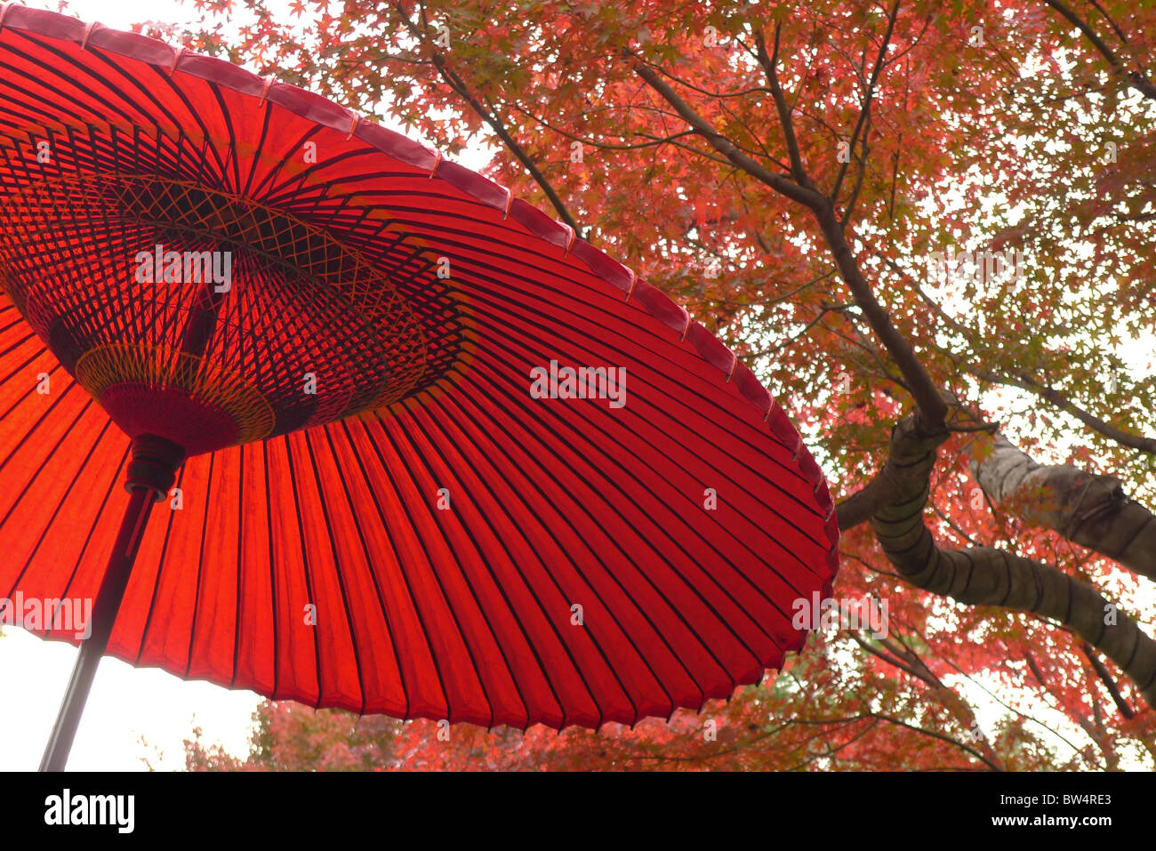 Japanese red parasol and autumnal leaves in Showa Kinen Park, Tokyo, Japan,  13th November 2010 Stock Photo - Alamy