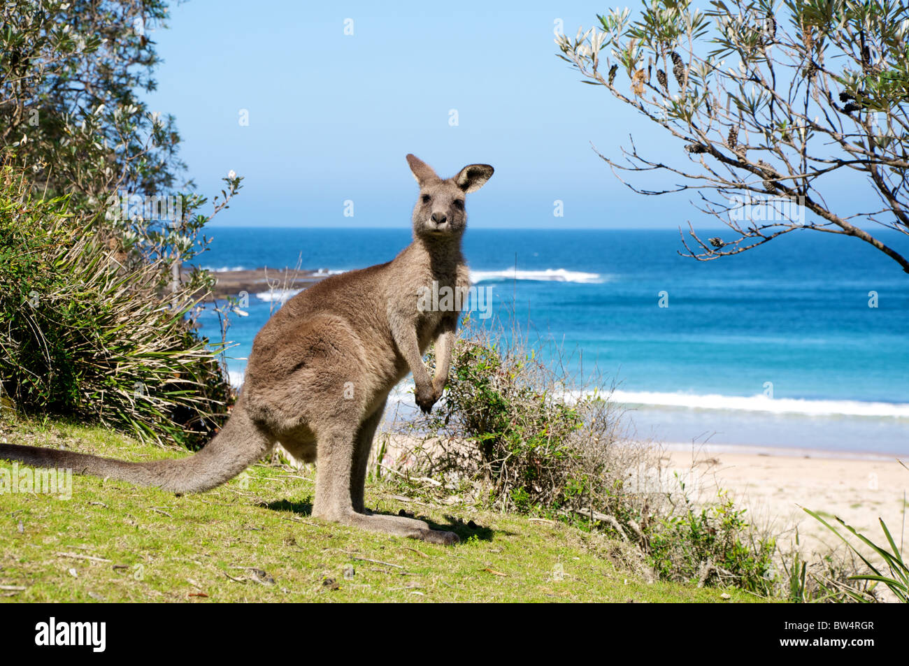 Australian kangaroo on a patch of grass in front of the beach with the ocean as background. Stock Photo