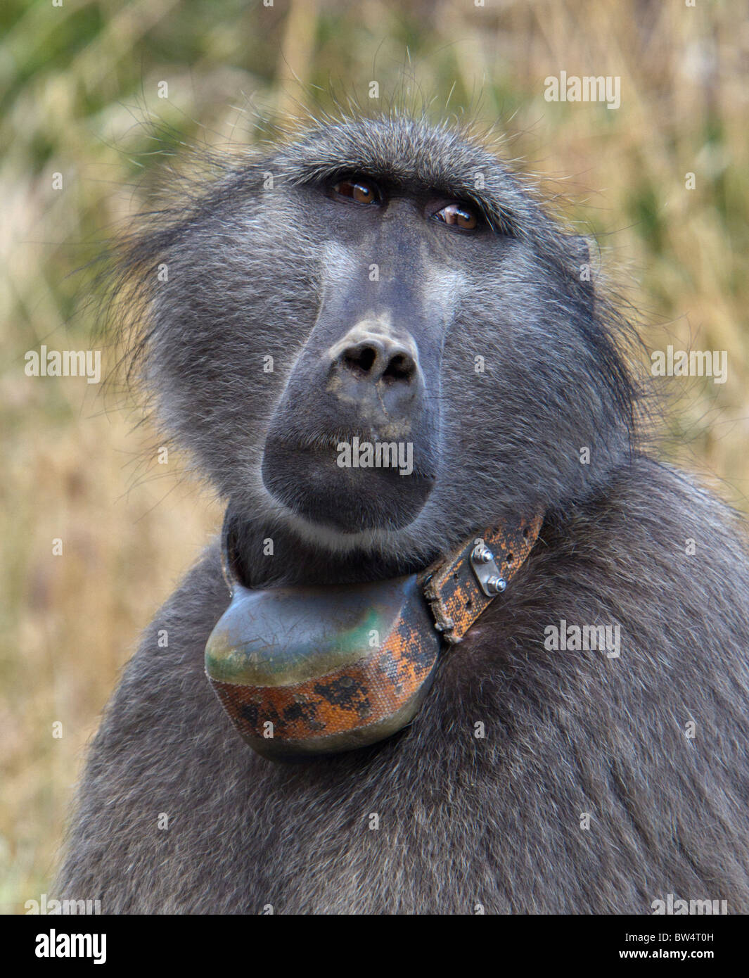 Chacma baboon at the Cape national park, Cape Town, South Africa with a radio tracking collar round his neck Stock Photo