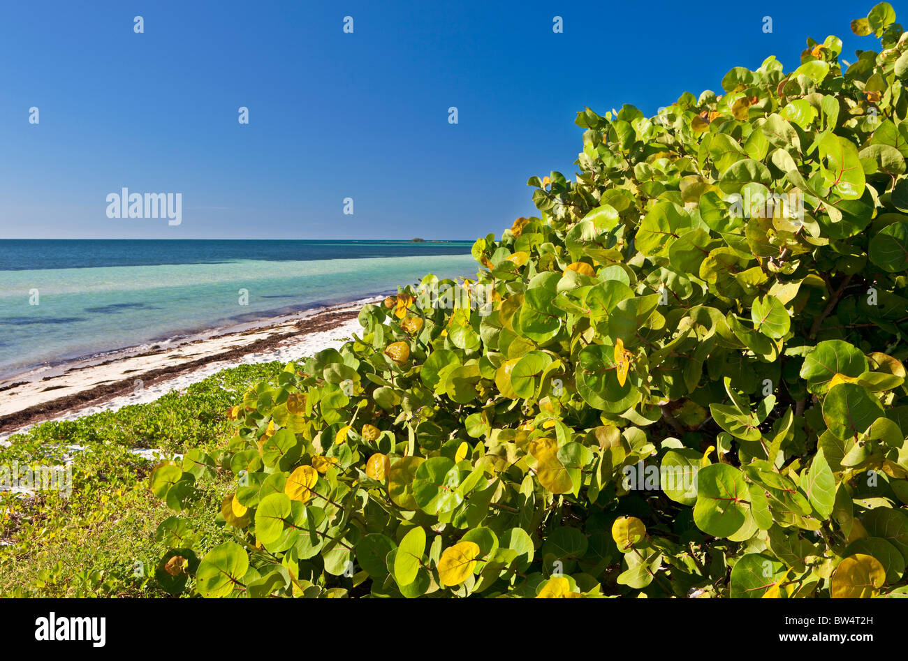 Beach Dunes, Sea Grapes, Coccoloba uvifera, Bahia Honda State Park, Florida Keys, Florida Stock Photo