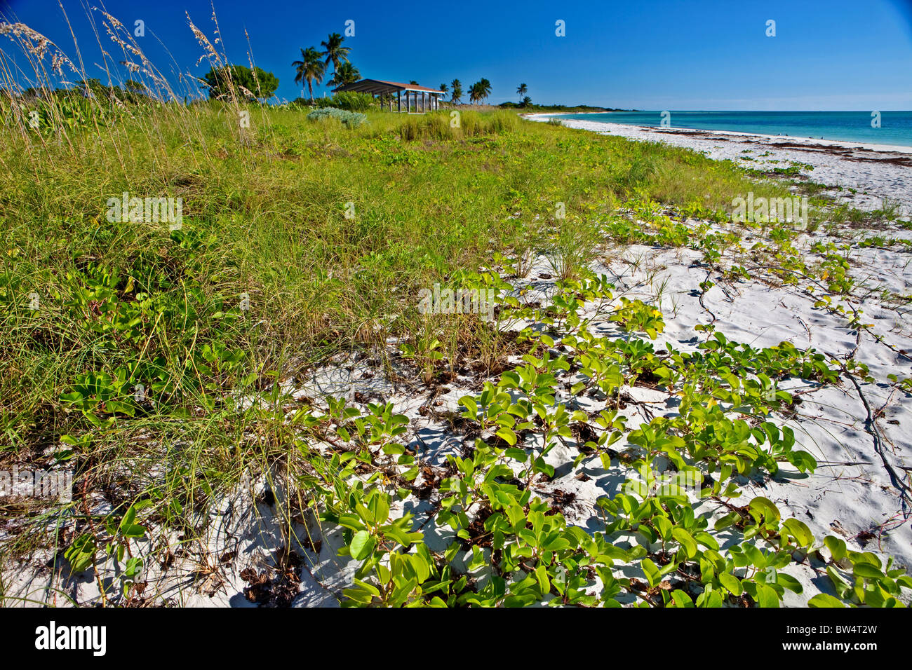 Beach Dunes, Bahia Honda State Park, Florida Keys, Florida Stock Photo