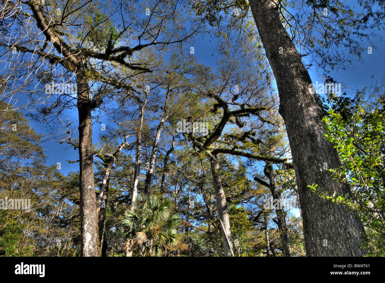 Tallest bald cypress trees in hires stock photography and images Alamy
