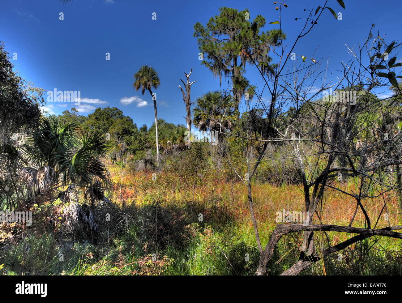 Oxbow Lake, Little Manatee River State Park, Florida Stock Photo - Alamy