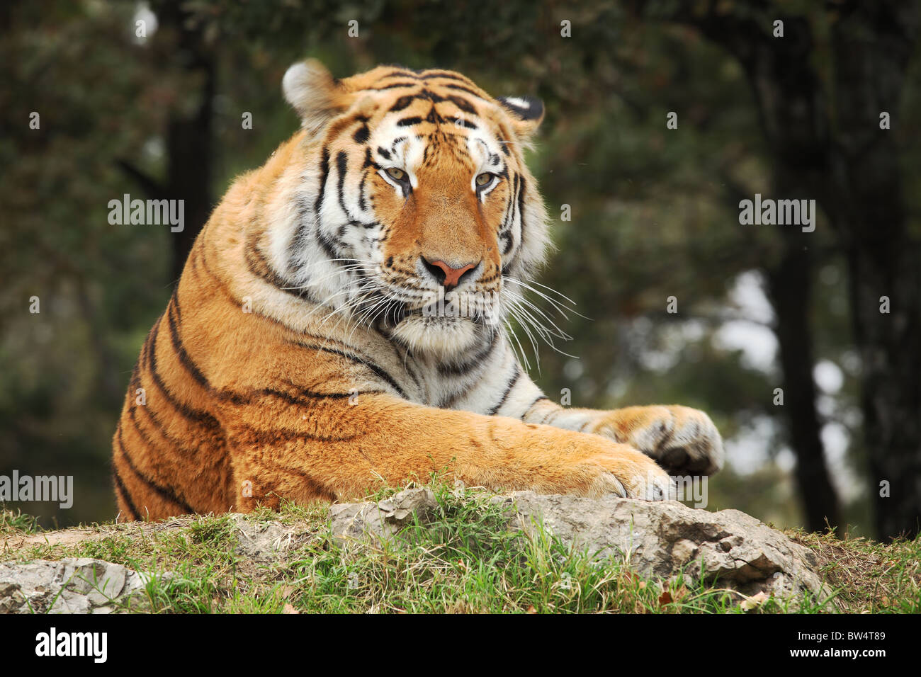 Portrait of resting tiger from Safari Park in Novara, Italy. Stock Photo