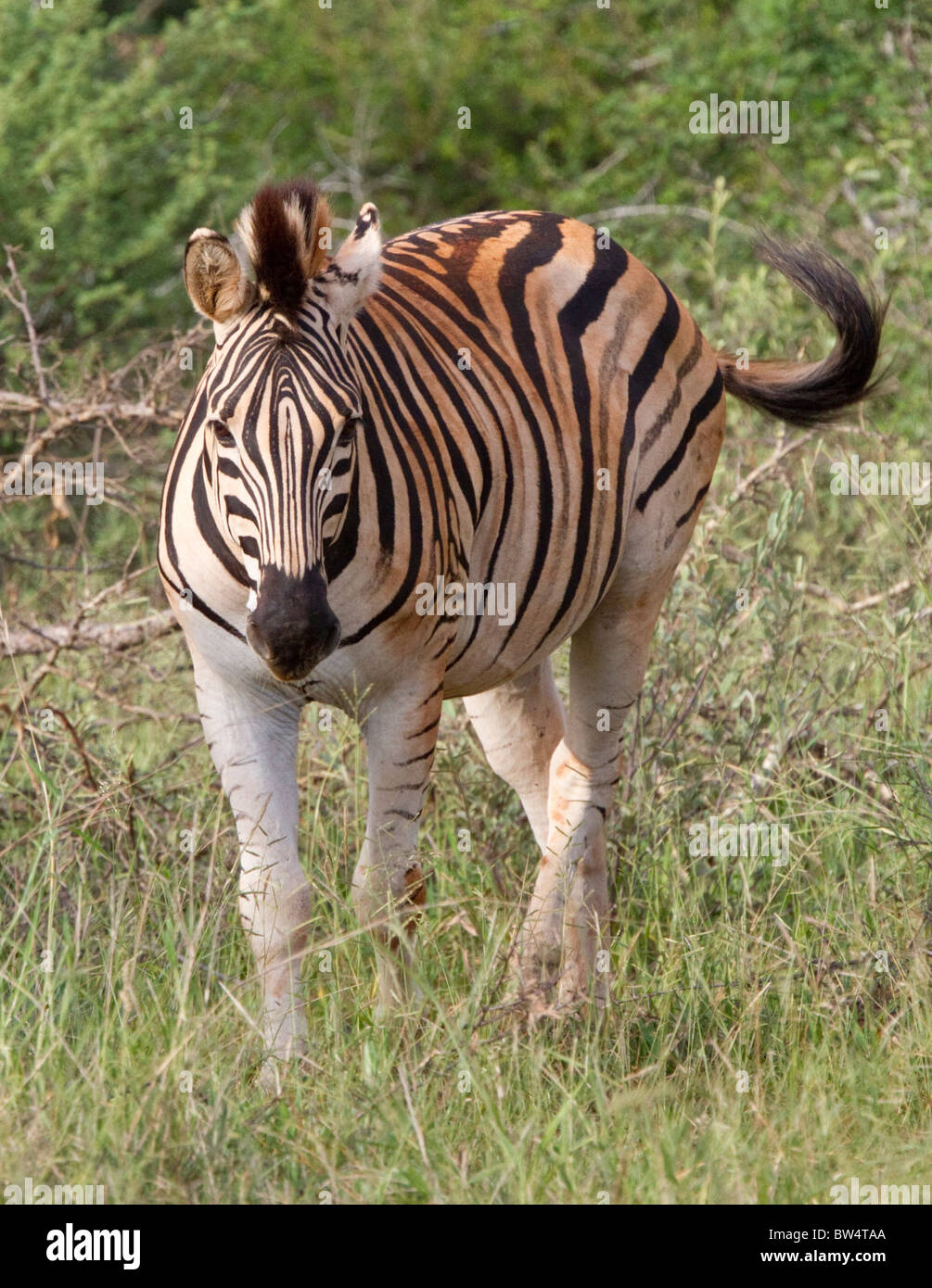 Plains zebra (Equus quagga) formerly known as Burchell's zebra (Equus burchelli) Stock Photo