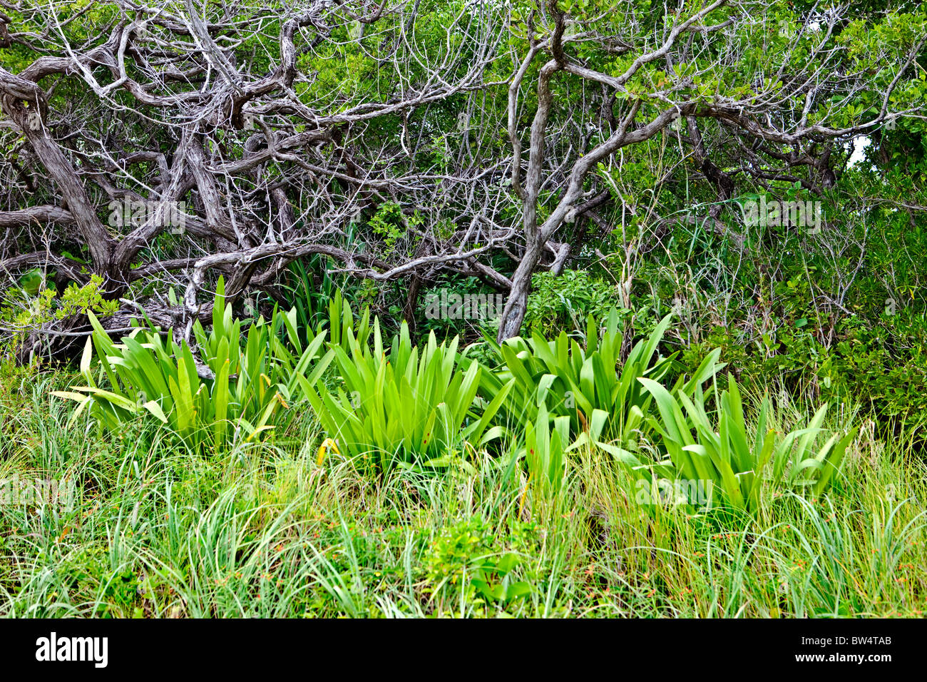 Spider Lily Plants and Oaks, Bahia Honda State Park, Florida Keys, Florida Stock Photo