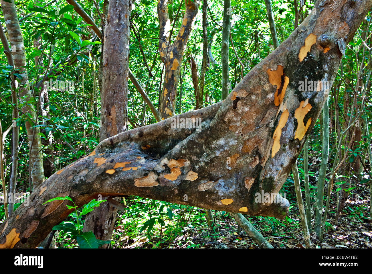 Poisonwood, metopium toxiferum, Dagny Johnson Key Largo Hammock Botanical State Park, Florida Stock Photo
