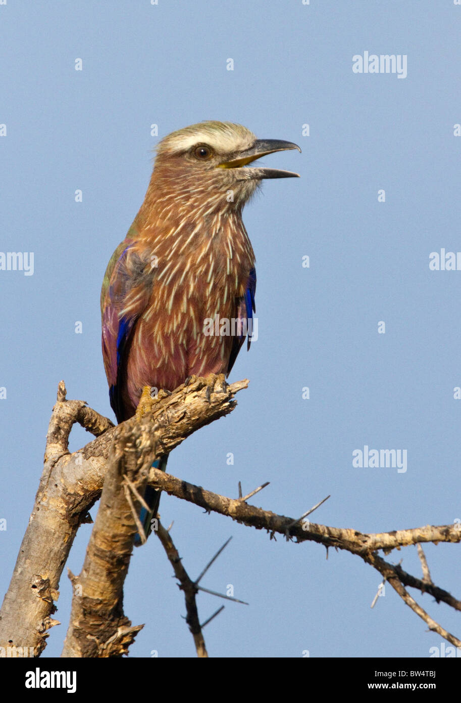 Rufous-crowned roller (Coracias naevia) formerly known as the purple roller Stock Photo