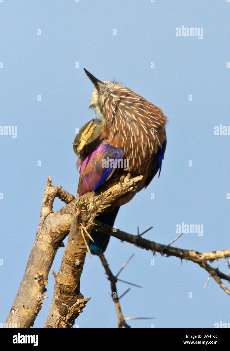 Rufous-crowned roller (Coracias naevia) formerly known as the purple roller, scratching itself Stock Photo
