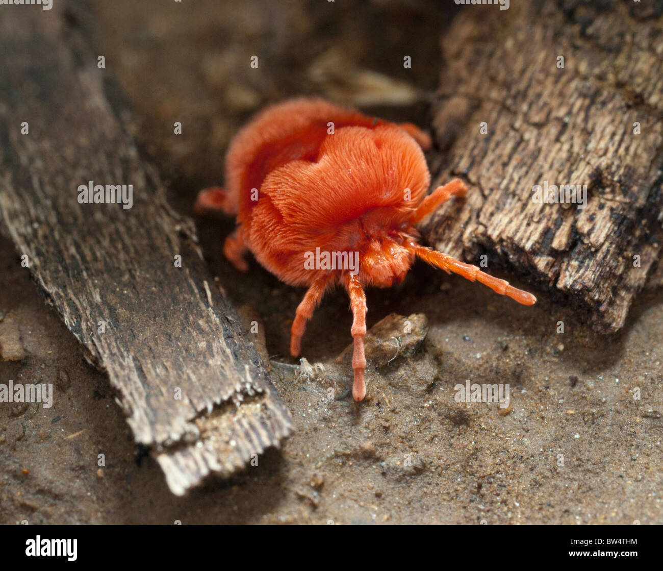 Red velvet mite (Trombidium sp.) Stock Photo