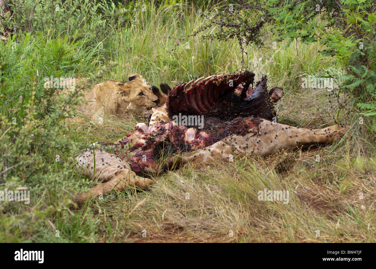 Young lion (Panthera leo) feeding on the decomposing carcass of a giraffe (Giraffa camelopardis) which is covered in flies Stock Photo