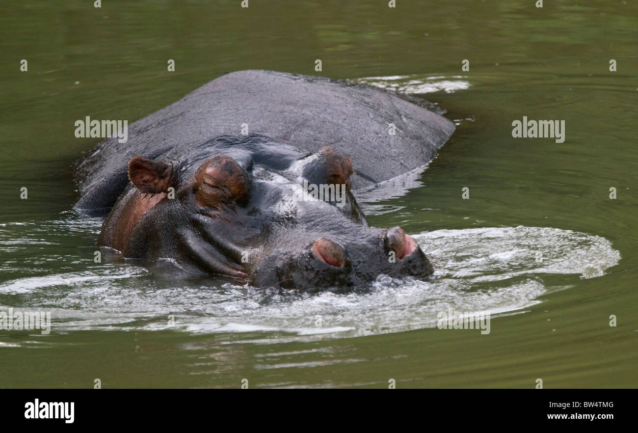 Hippopotamus (Hippopotamus amphibius) wallowing Stock Photo