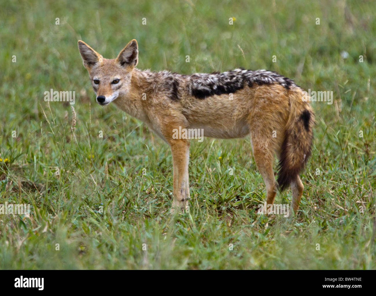 Silver-backed jackal (Canis mesomelas) aka black-backed or red-backed jackal Stock Photo