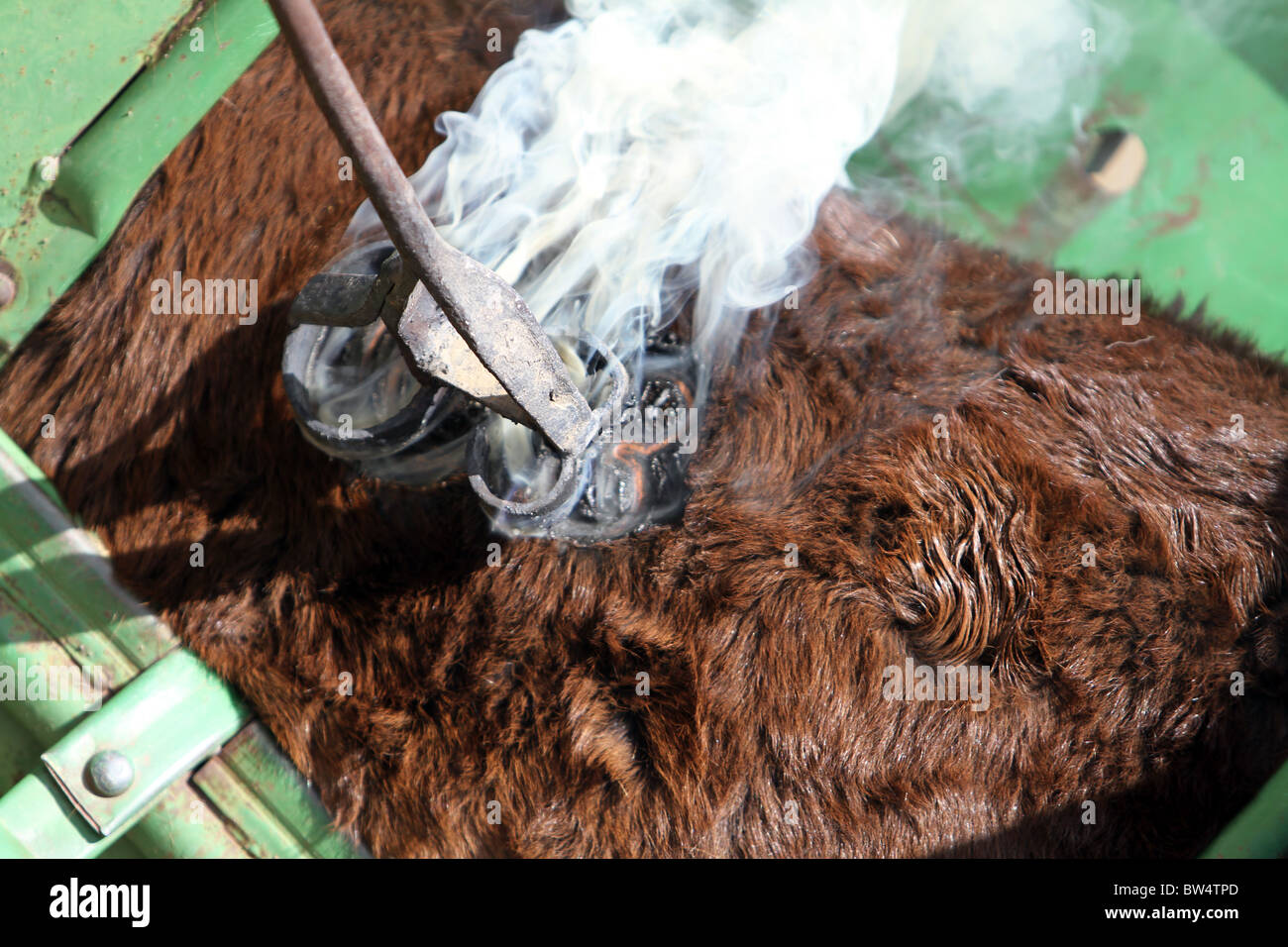 Cattle being branded by red hot branding iron while held in steel chute. Fire and smoke as hair is burnt. Pain and  cruel. Close Stock Photo