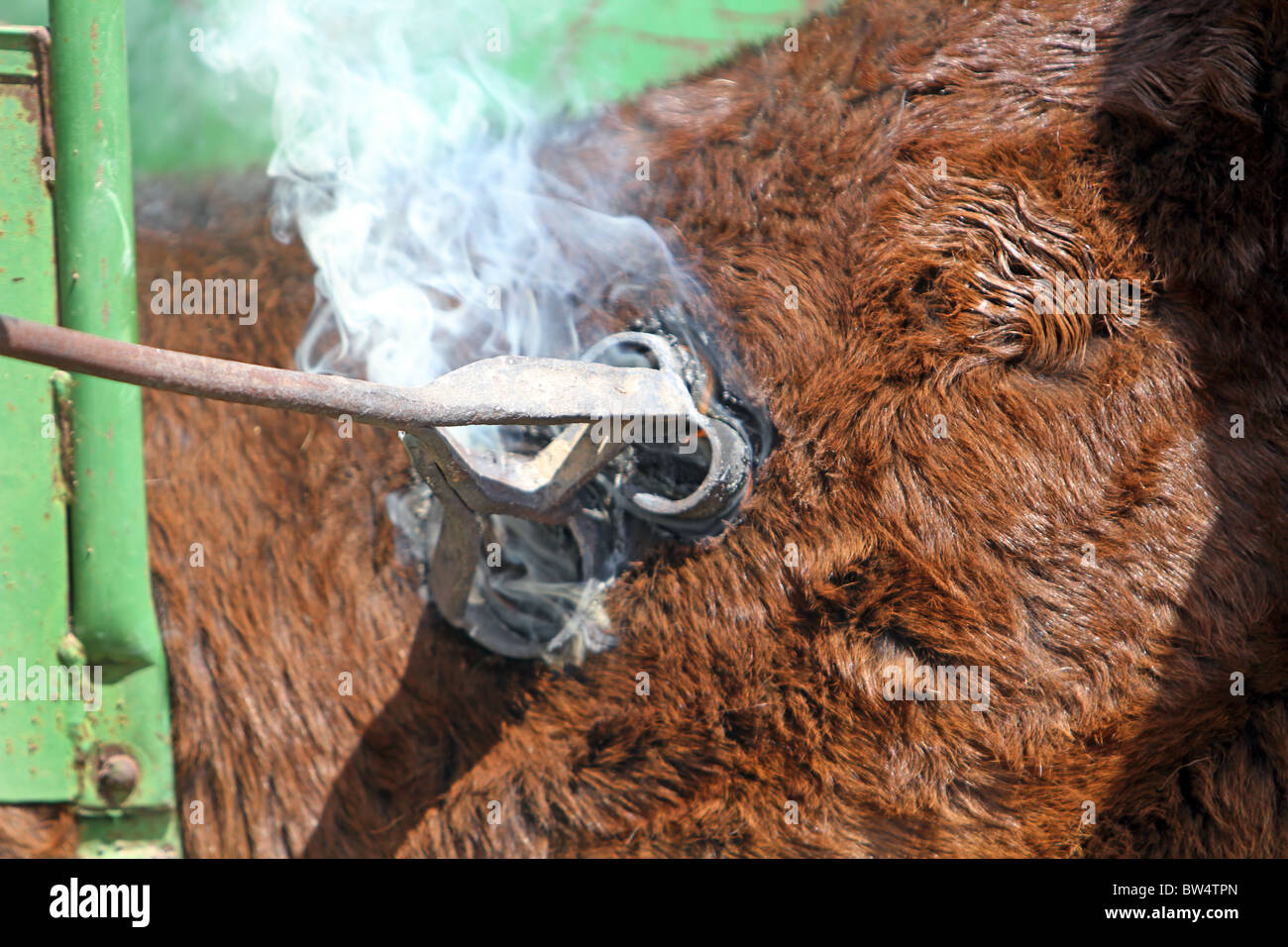 Cattle being branded by red hot branding iron while held in steel chute. Fire and smoke as hair is burnt. Pain and  cruel. Stock Photo