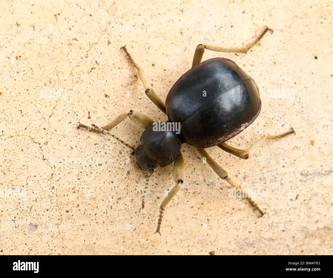 Darkling beetle (Psammodes species, family Tenebrionidae), South Africa Stock Photo