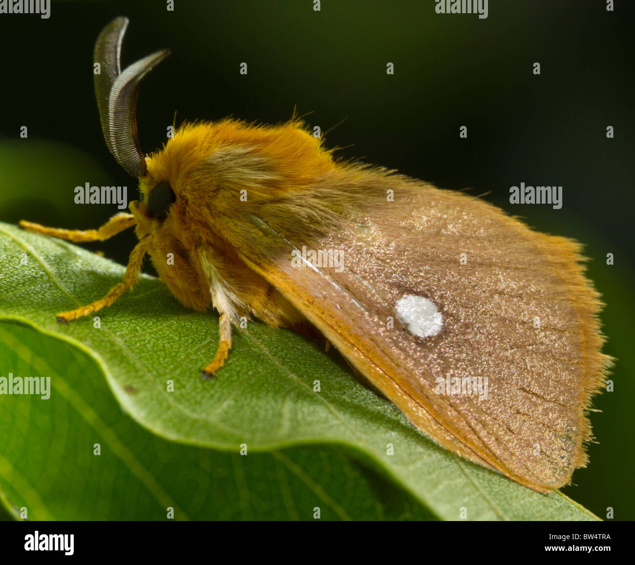 Unidentified moth from the family lasiocampidae, probably male (from the antennae) Stock Photo