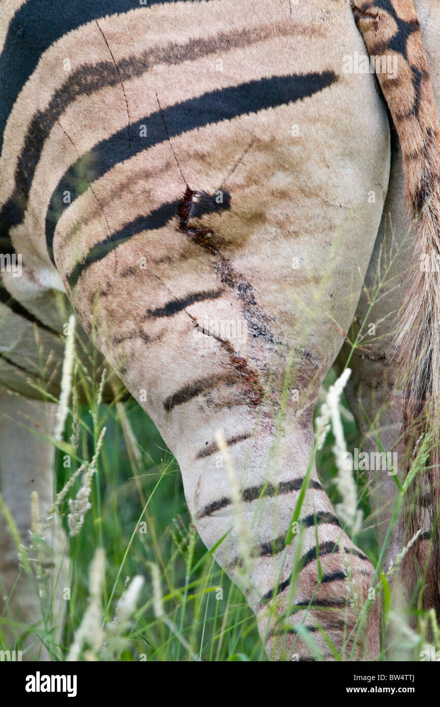 Zebra Injuries Plains zebra (Equus quagga) with a recent wound on its leg, possibly ...
