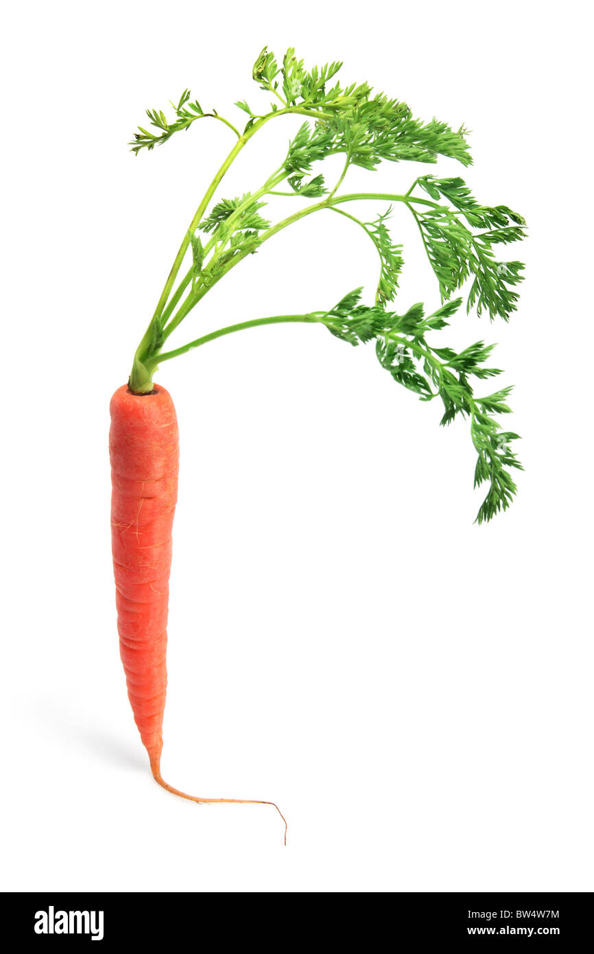 Carrot Leaves Stock Photos & Carrot Leaves Stock Images Alamy