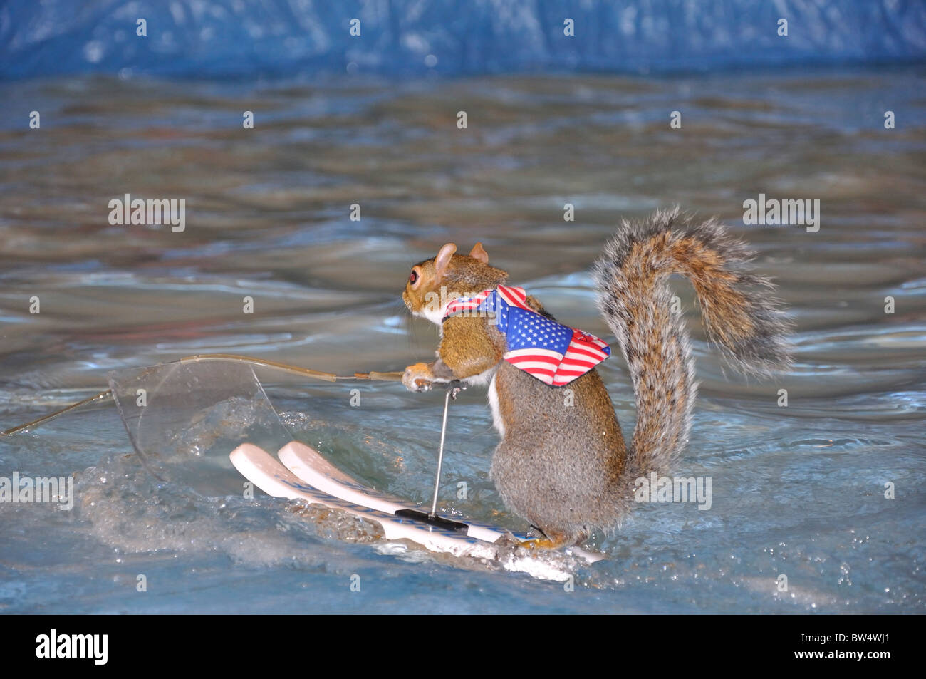 Twiggy the water skiing squirrel Stock Photo