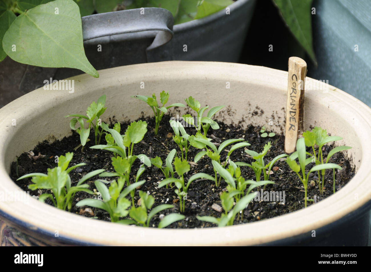 Coriander seedlings hires stock photography and images Alamy