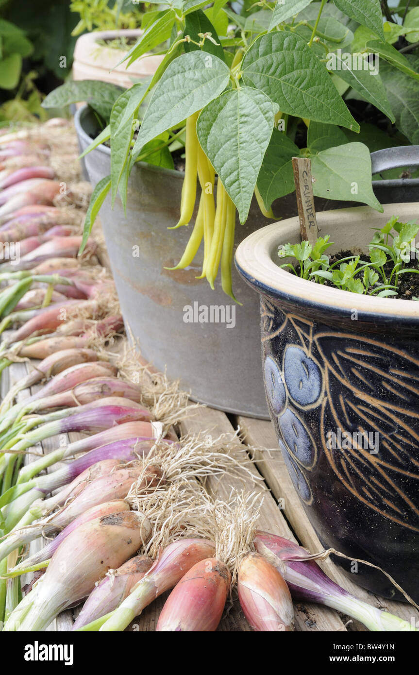 DRYING SHALLOTS, 'BANANA' BESIDE CONTAINER GROWN BEANS AND CORIANDER