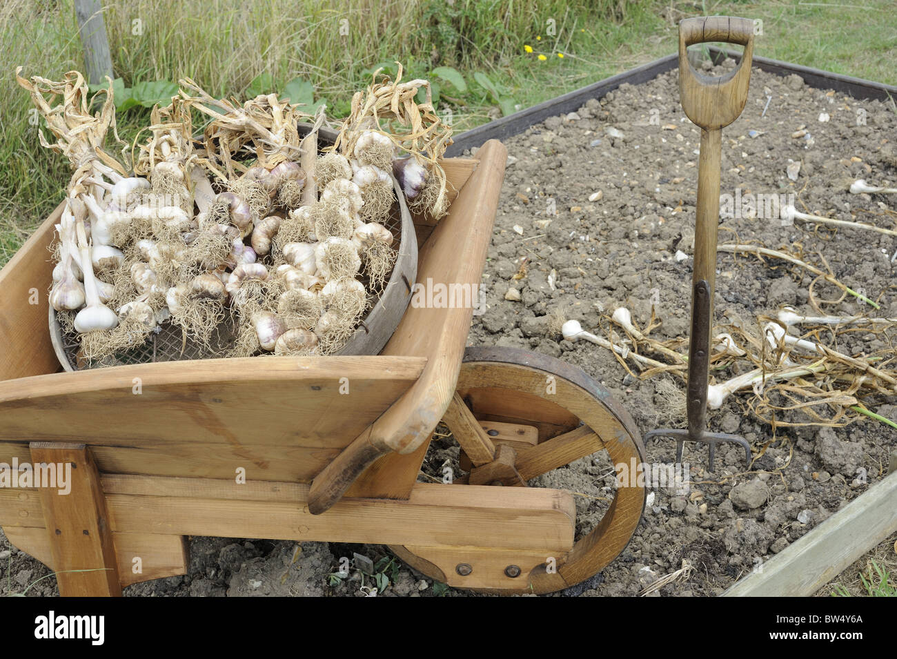 HOME GROWN GARLIC, FRESHLY HARVESTED PLACED ON OLD GARDEN SEIVE IN WOODEN WHEELBARROW, NORFOLK, UK, JULY Stock Photo