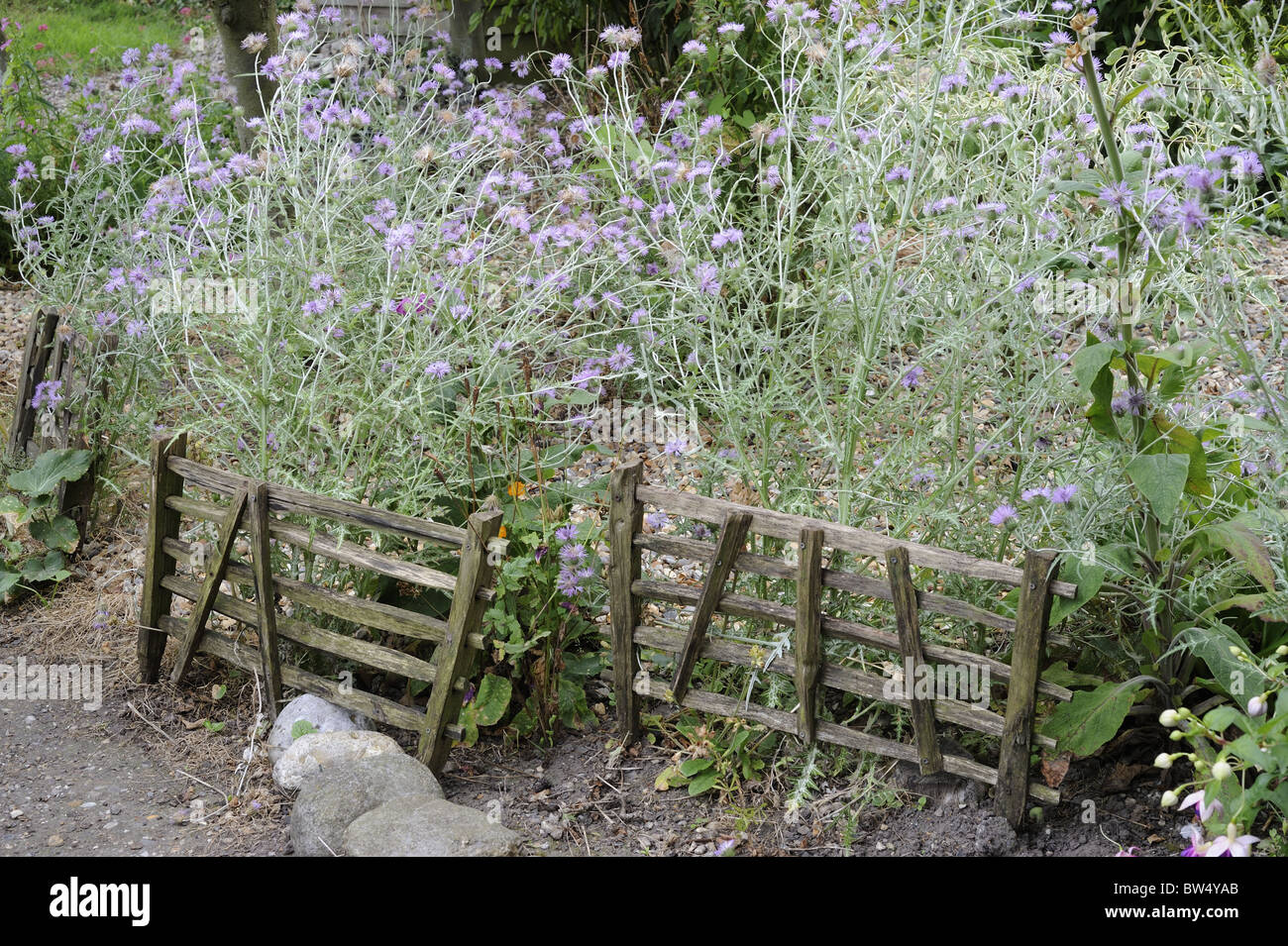 HOME MADE RUSTIC HURDLES, SUPPORTING, ORNAMENTAL THISTLE SPECIES, NORFOLK, UK, JULY Stock Photo