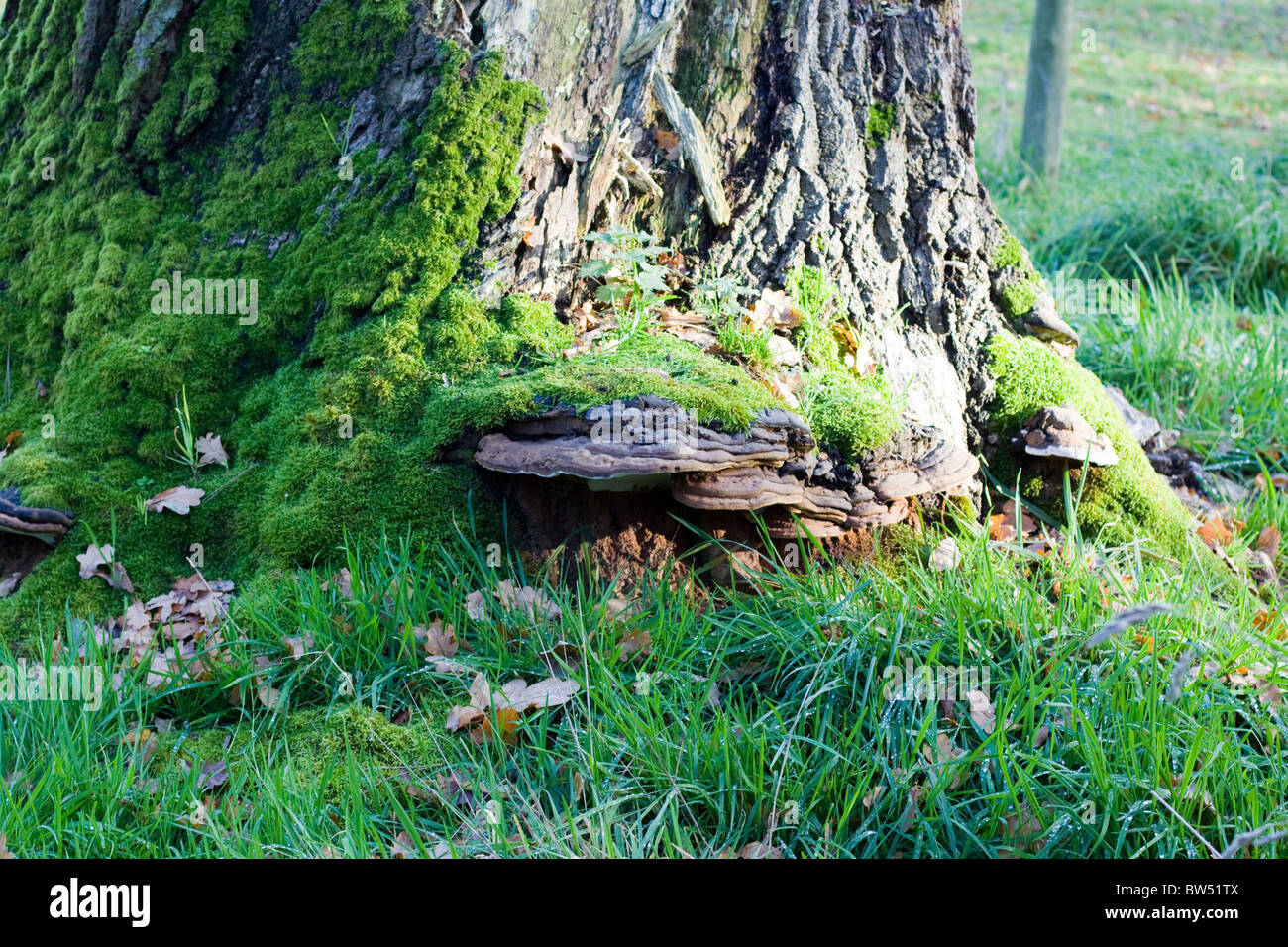Fungi growing on tree roots hires stock photography and images Alamy