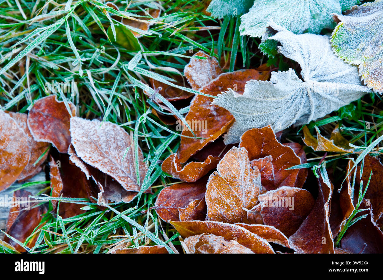 Frosty grass and leaves. Stock Photo