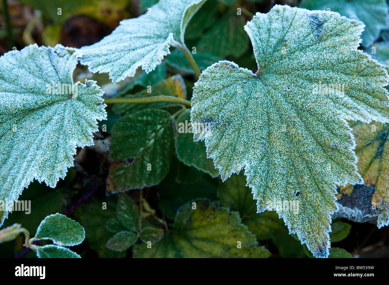 Frost covered leaves - Anemone japonica. Stock Photo