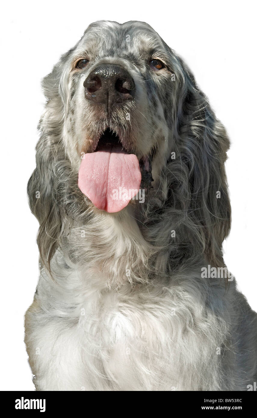 English setter dog with tongue sticking out Stock Photo