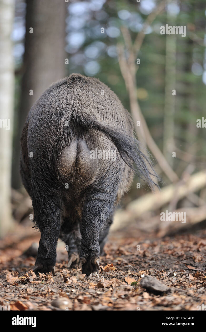 Wild boar (Sus scrofa) big old male looking for food - view from behind ...