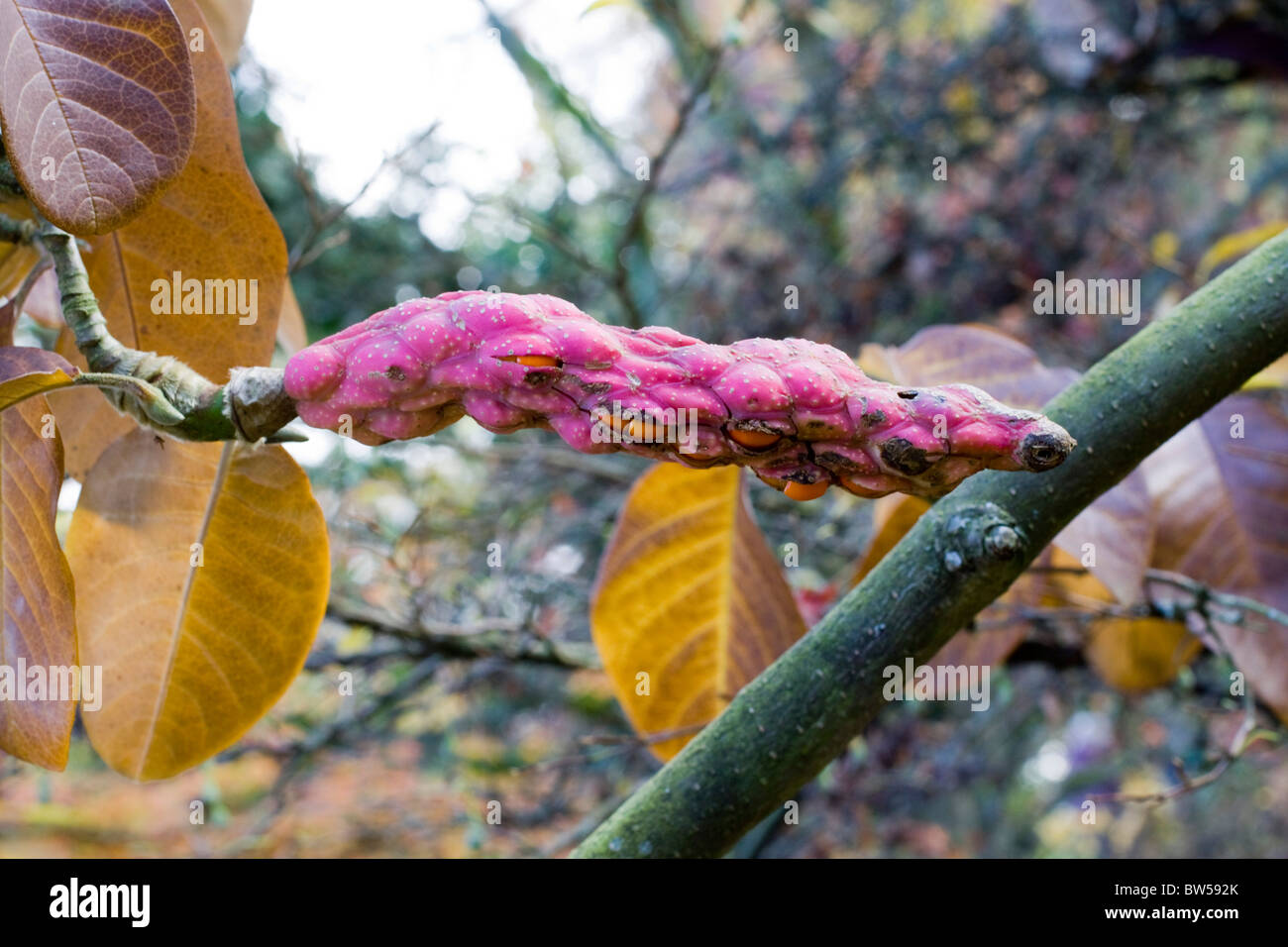 Magnolia 'Caerhays Belle Seeds in a Pod Stock Photo