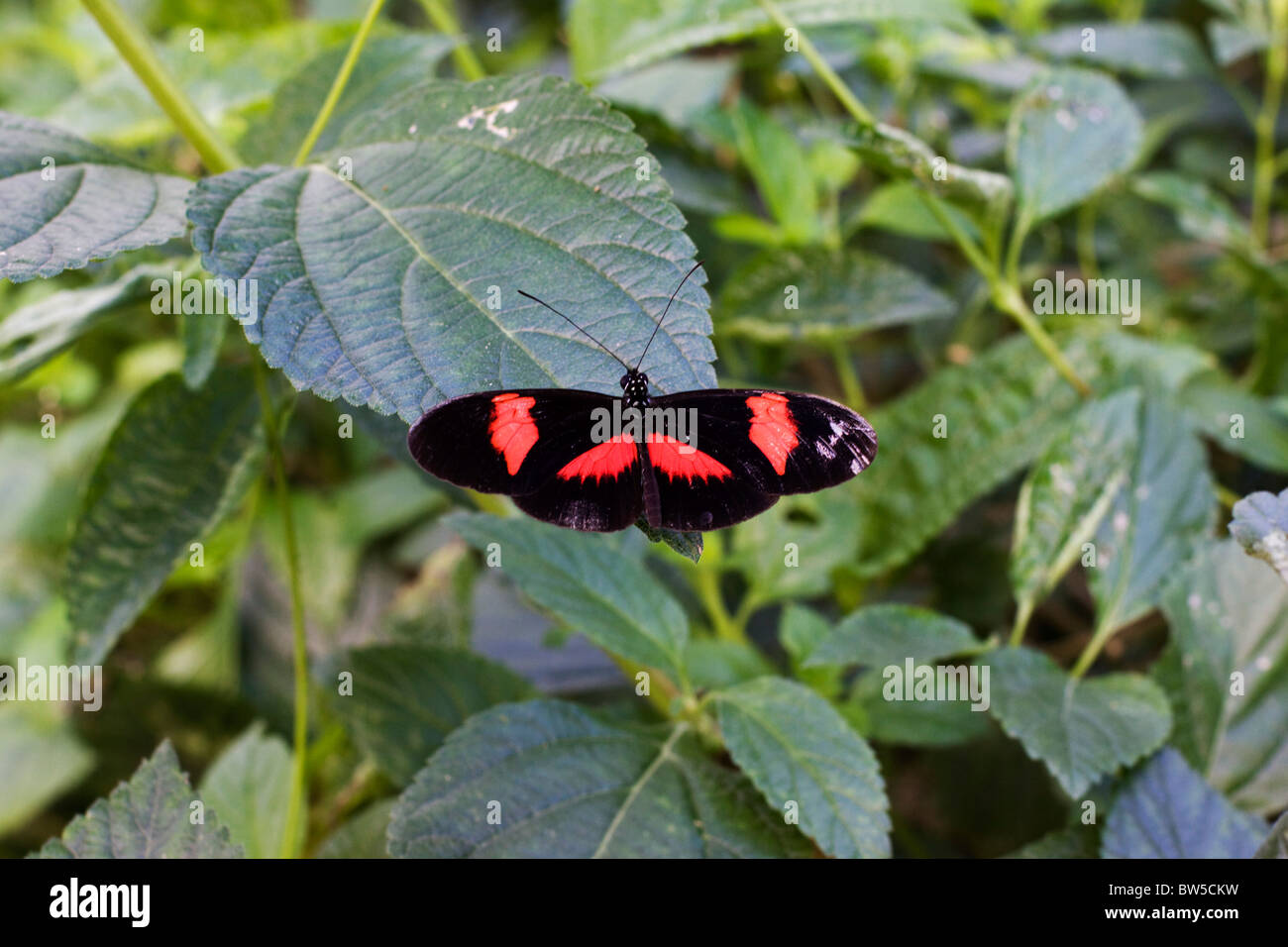Small Postman Butterfly Stock Photo