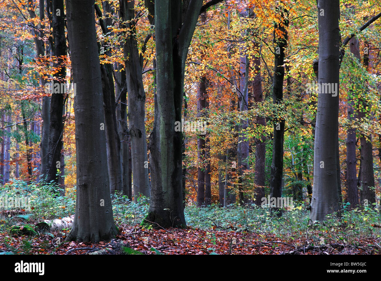 Beech trees in Savernake Forest, autumn. Wiltshire, UK November 2010 Stock Photo