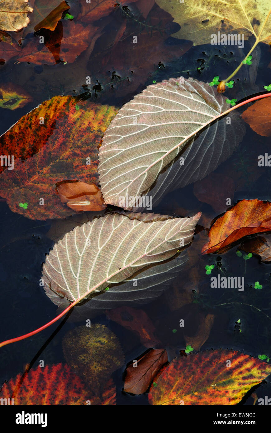 Deciduous leaves floating in pond in late autumn. Dorset, UK November 2010 Stock Photo