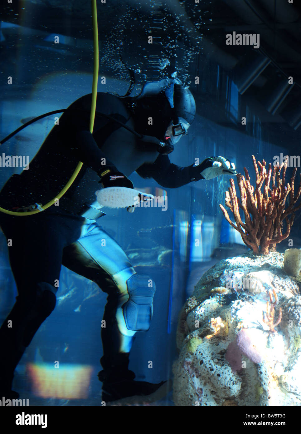 Diver setting up to clean aquarium salt water ocean tank reef exhibit Stock Photo