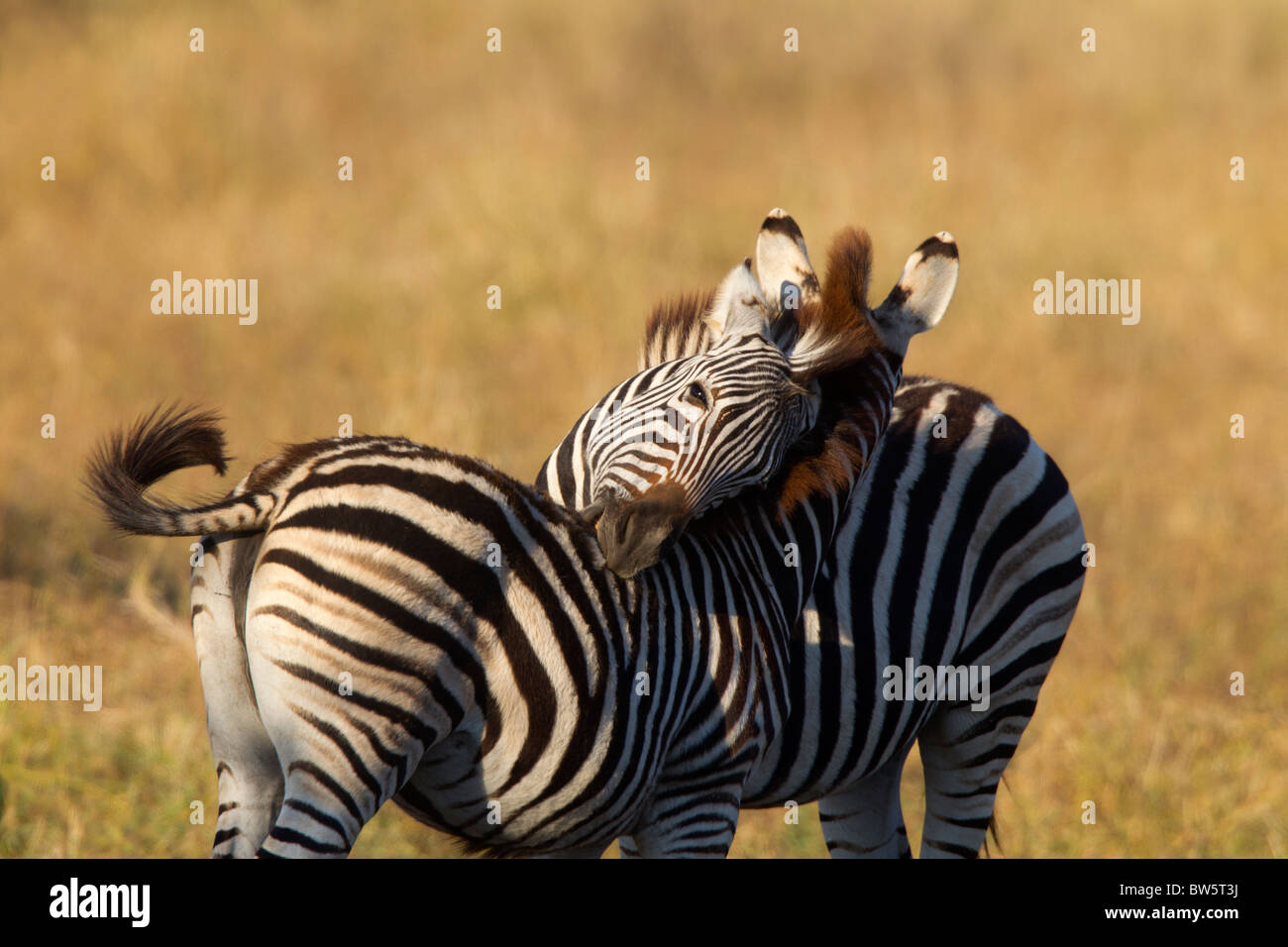 Affectionate Young Burchell's Zebras Stock Photo
