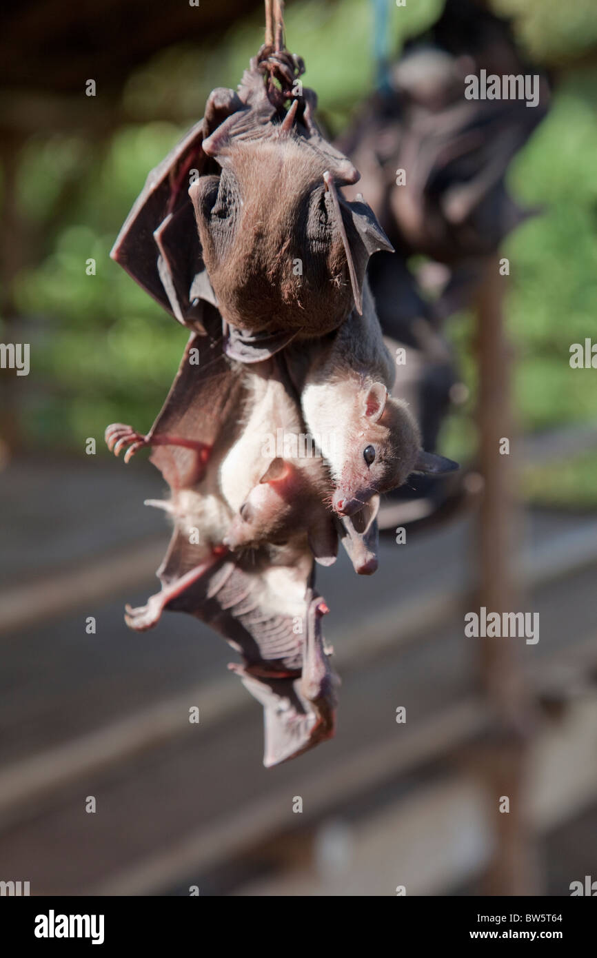 Live bats tied together and hung up on a road side stall for sale as food. Such wild-life food has been suggested as the source of coronavirus. Stock Photo