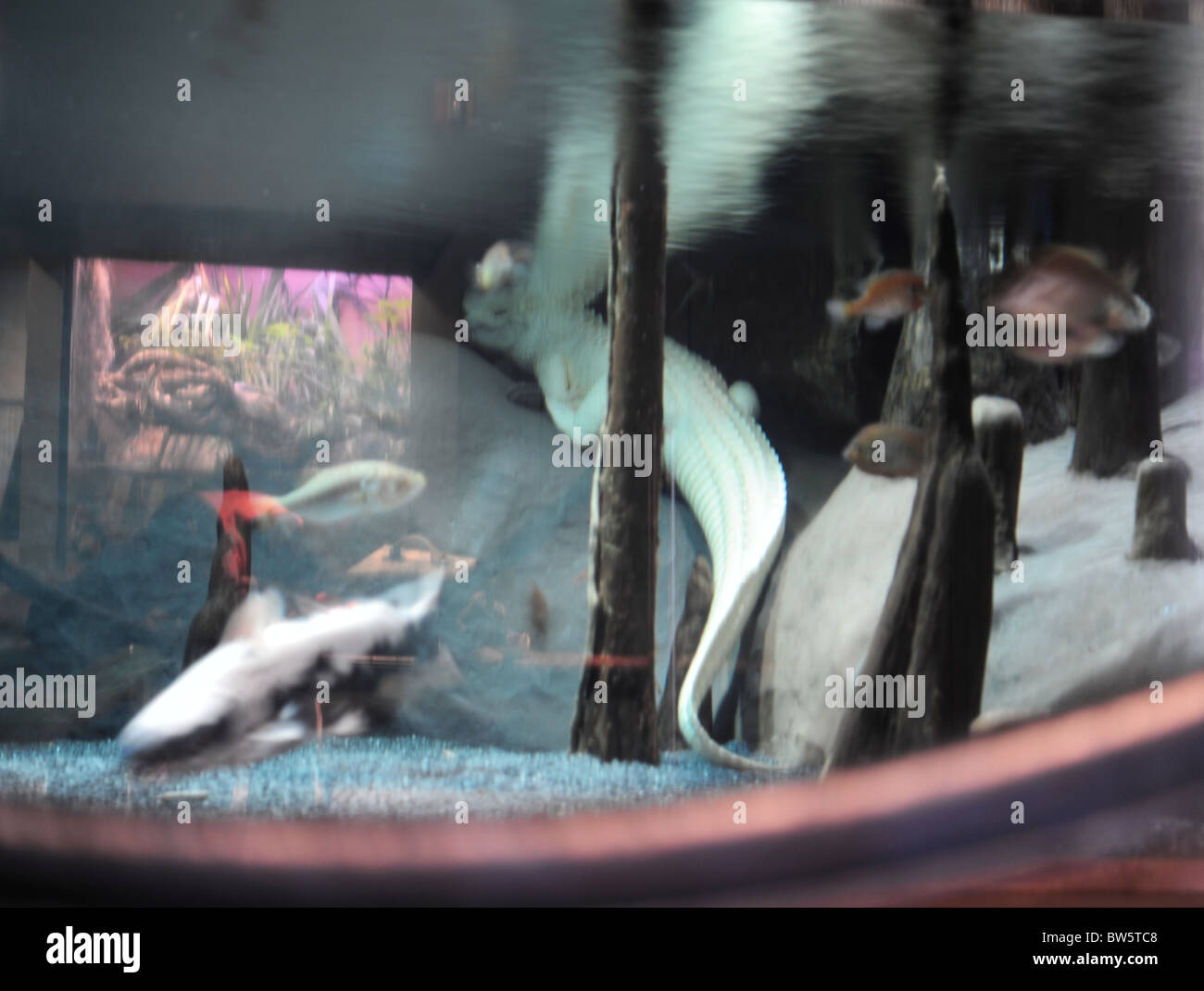 Albino Alligator displayed at South Carolina Aquarium Stock Photo Alamy