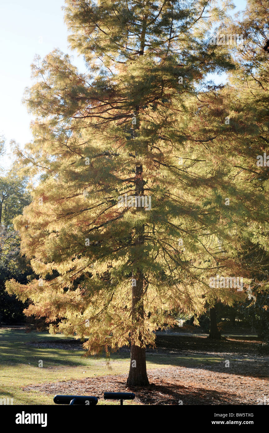 Fir Tree with Fall Colors Stock Photo - Alamy