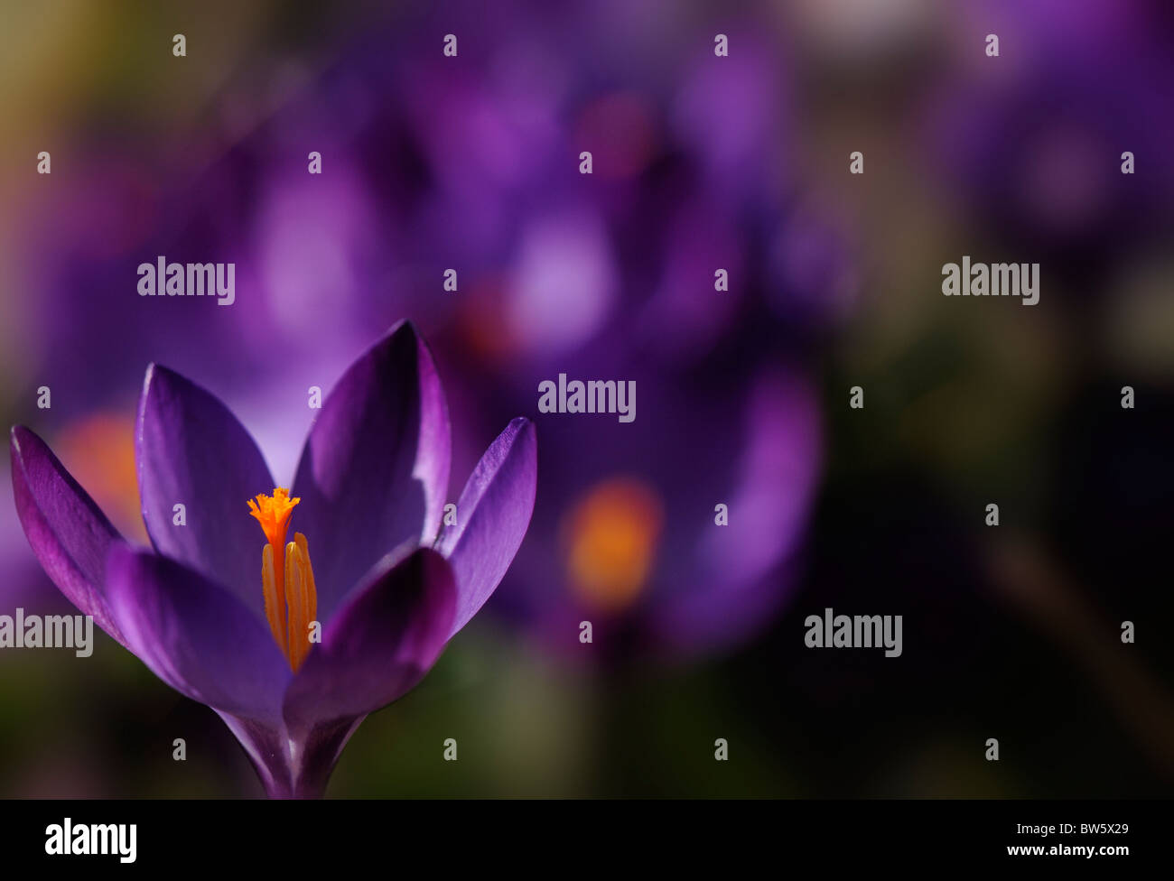 Crocus tommasinianus 'Ruby Giant' spring flowering purple crocus Stock Photo