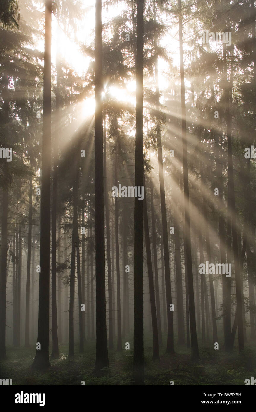 Natural misty forest hi-res stock photography and images - Alamy