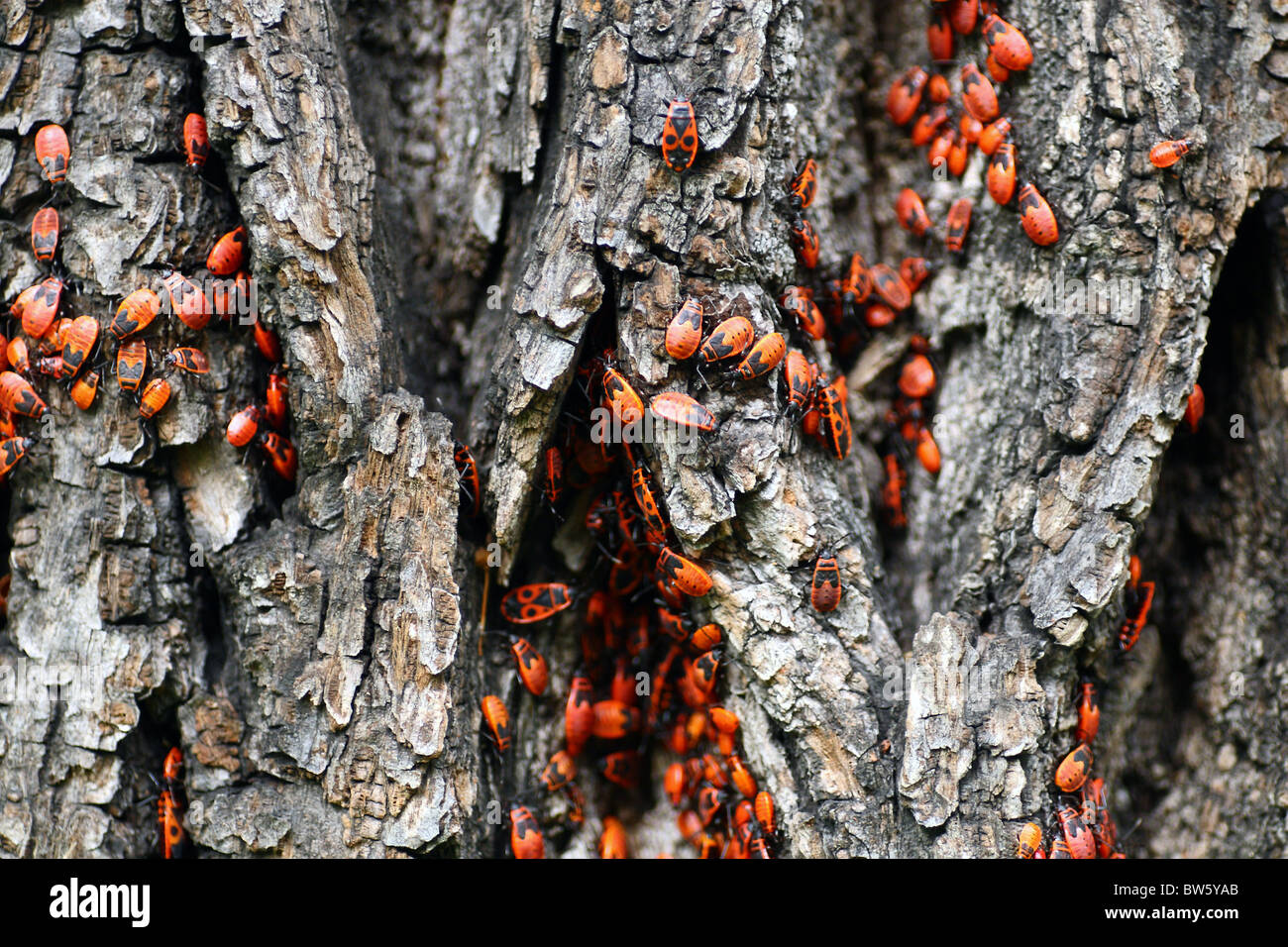 The firebug, Pyrrhocoris apterus. Stock Photo