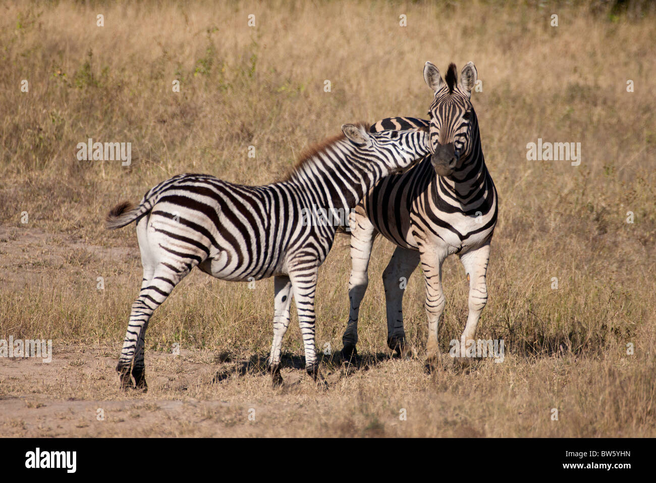 Young Burchell's Zebra Importunes its Mother Stock Photo